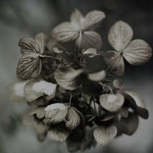 Meet your Posher, Enisa